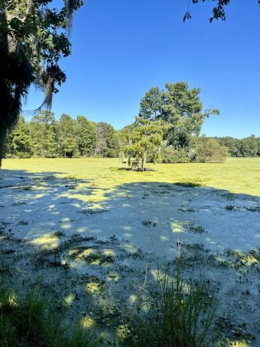 Audubon Swamp Garden in Charleston, South Carolina