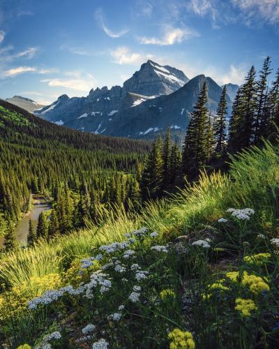 Wildflowers in Glacier National Park   @zanexdaniel