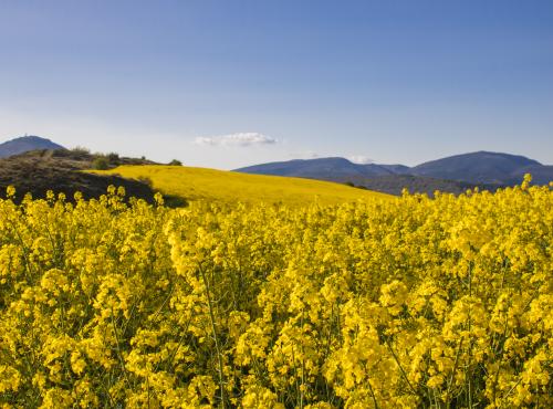 Field of rapeseeds, Northern Spain