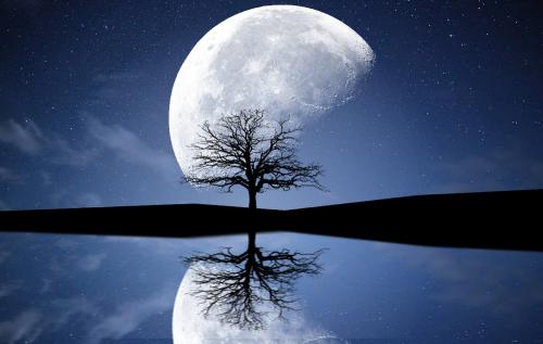 Lonely Tree with a Moon. Night View Wallpaper