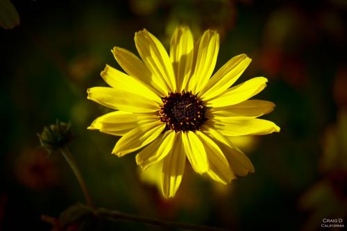 California brittlebush