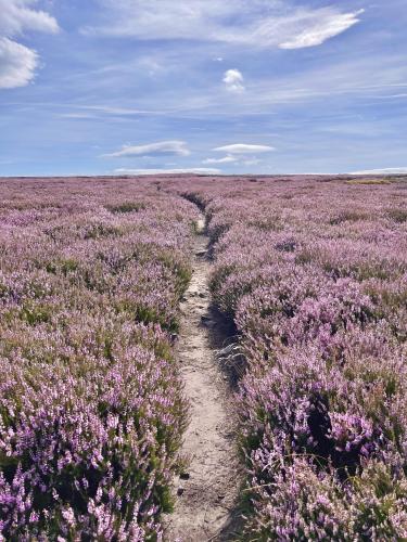 Fields of Heather- Ilkley Moor, England