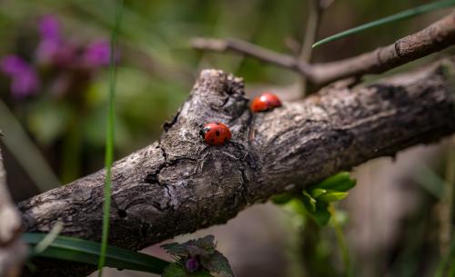 Ladybugs