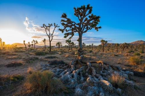 Sunset in Joshua Tree National Park