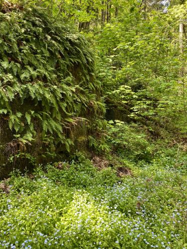 Ferns and Forget-me-nots, Santa Cruz, CA