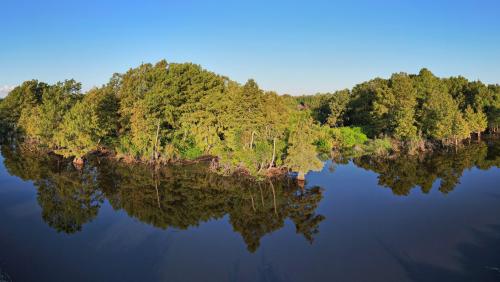 Swamp Tree's Reflection's In Houston, Texas