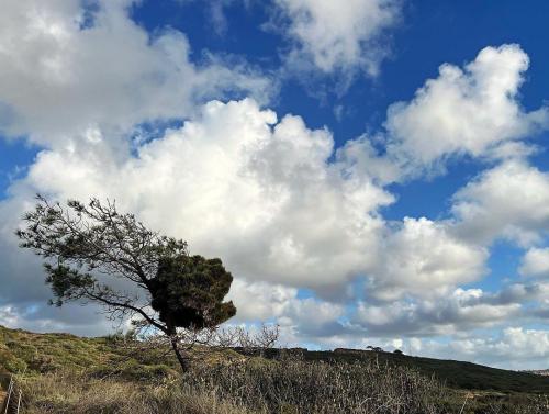 A tree that wishes it was a cloud in Torrey Pines, CA
