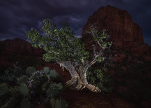 Juniper and Prickly Pear @ Courthouse Butte, Sedona, Arizona, USA