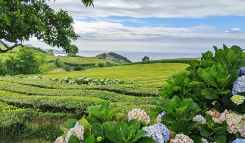 Tea Capital of Europe in Azores, Portugal