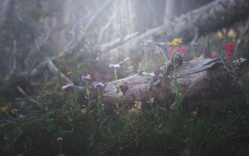 When light reaches the forest floor near timber line in Colorado, USA.