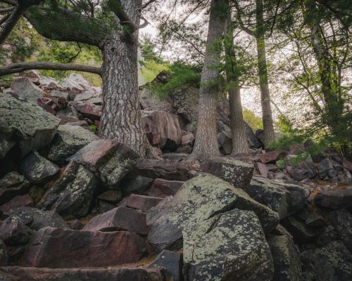 Pines growing from the rocky bluffs of Devil's Lake State Park, Wisconsin