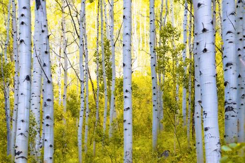 Cathedral Lake Trail, Aspen, CO