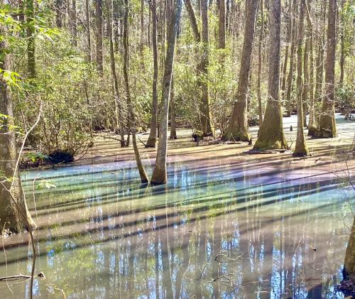 Rainbow swamp - North Florida, USA
