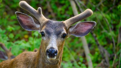 Looking at you, Deer