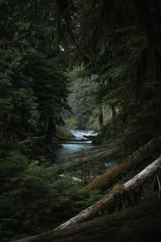 The Mckenzie River flowing through a lush evergreen temperate rainforest, OR