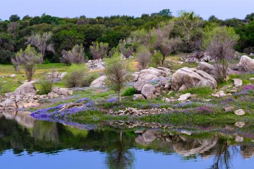 Folsom Lake  with lupine and vetch in bloom by the shoreline.
