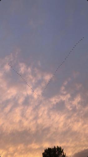 Birds flying at sunset