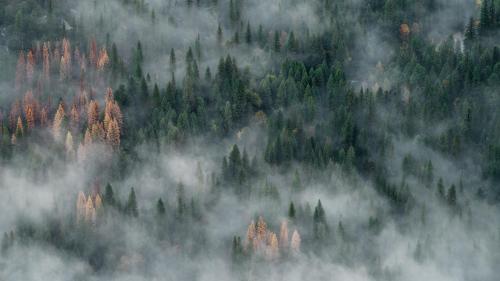 Foggy Forest