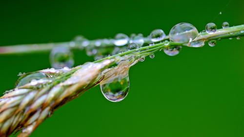 Morning Dew Drop on the Plants Stem