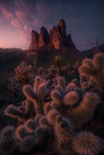 Last light on Cactus in Arizona [803x1200]  IG: arpandas_photography_adventure