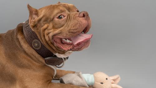 A Bulldog Has Catched A Toy Bunny.