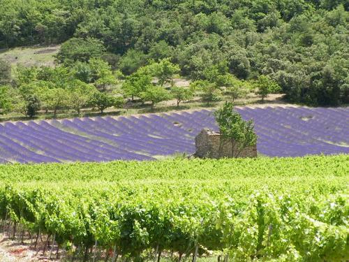 Vignes et lavandes à La Roche-St-Secret-Béconne, Drôme, Auvergne-Rhône-Alpes, France