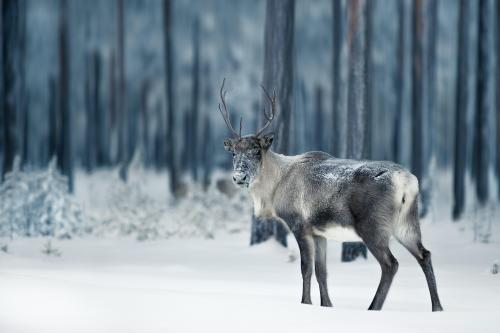 Reindeer, Lapland, Finland