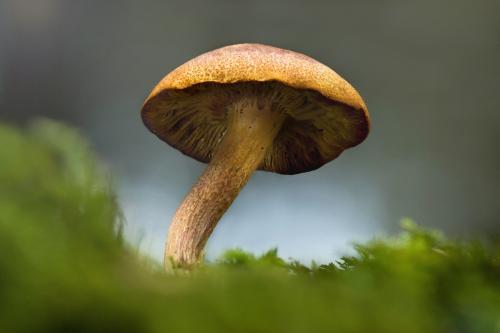 mushroom nature forest