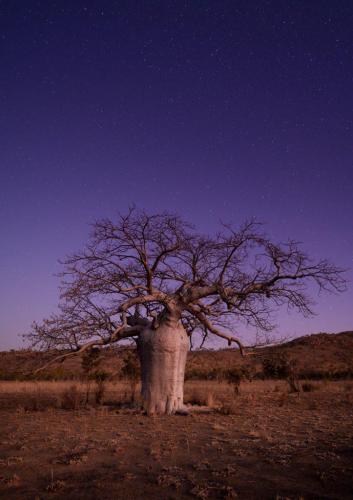 Stars over a Boab Tree, Western Australia