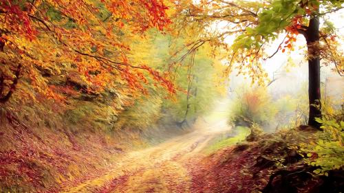 Autumnal Road  8K