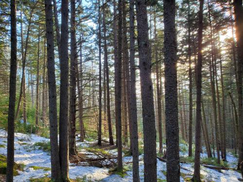 Pine forest near Stowe, Vermont