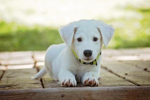 My puppy is hungry...  | Horizontal desktop wallpaper