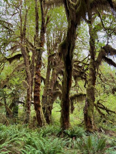 Hall of Mosses, Olympic Park, WA