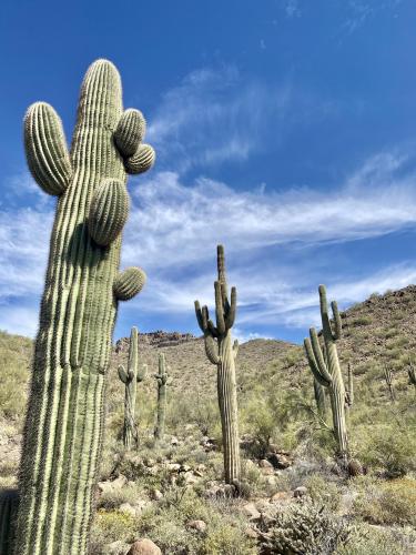 Sonoran Desert, Arizona