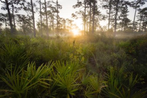 Econlockhatchee Wilderness Area, Florida