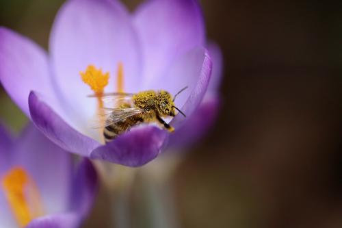 bee honey bee pollen