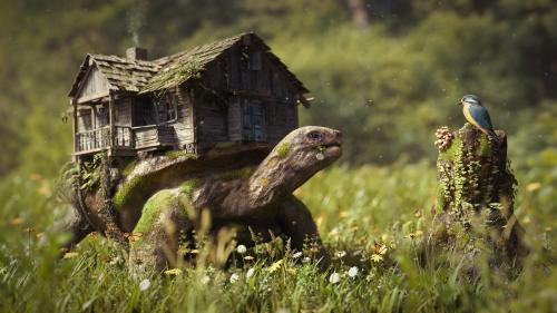 Turtle house