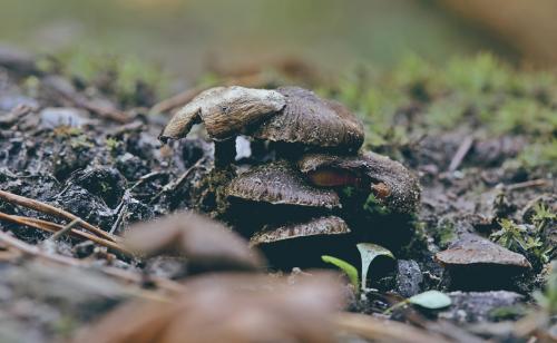 Another macro of mushrooms in the forest