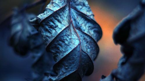 A blue leaf in a sea of green. A reminder that even in the darkest of times, there is always beauty to be found.