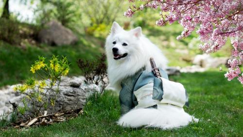 Samoyed Wearing Kimono Costume on Park  wallpaper