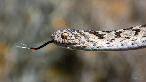 Rhombic Egg-Eater