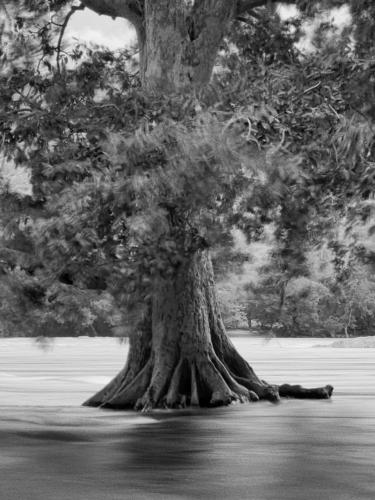 Tree in a River