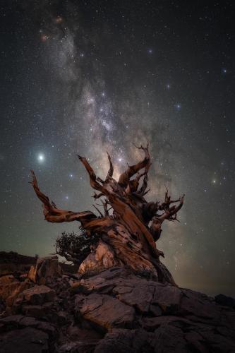 Elderly Bristlecone Pines, CA