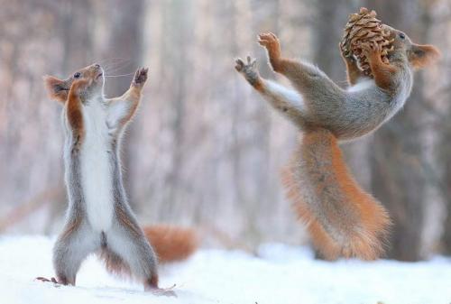 Squirrel using The Force