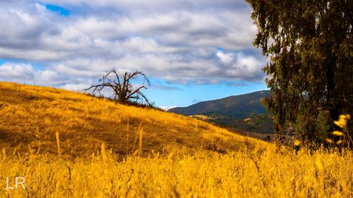 A Dead Tree on a Hill in California