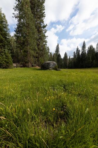 Beautiful meadow in Giant Sequoia National Monument