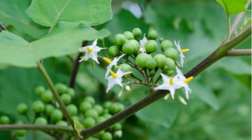Solanum torvum [Turkey berry]
