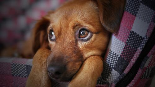 Cute Brown Puppy