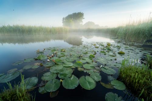 Misty Morning, Netherlands