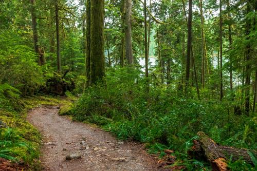 Hidden forest path, British Columbia